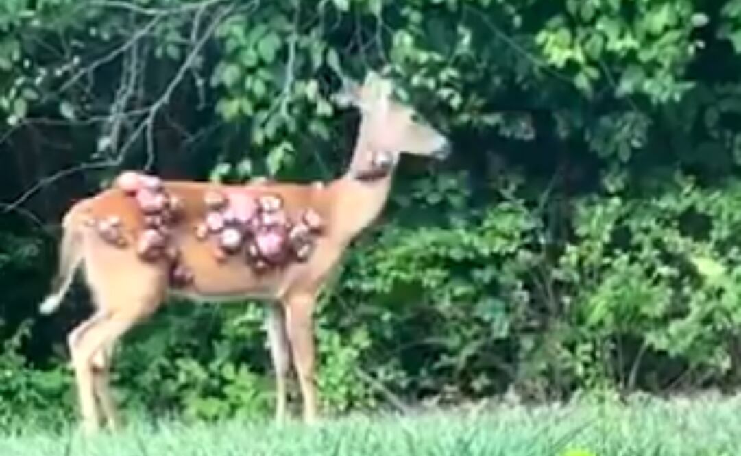 Captan a ciervos con protuberancias en la piel; conejos y ardillas también presentan virus del papiloma de Shope. Tomada de video