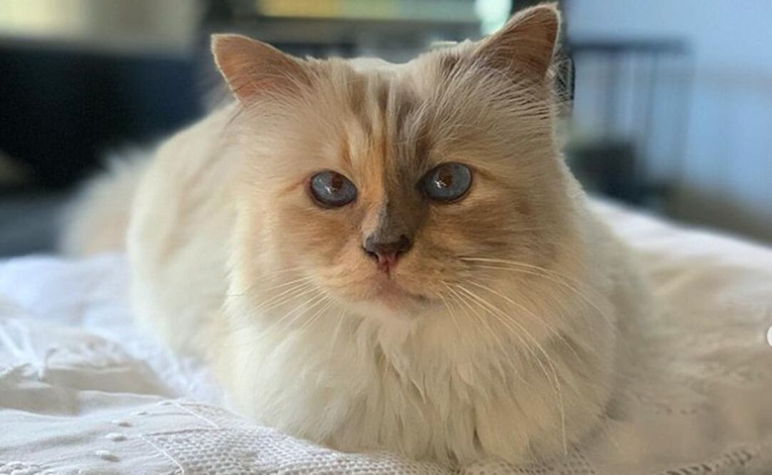 La gatita Choupette ha causado sensación en las últimas horas, luego de que celebridades como Jared Leto y Doja Cat salieran caracterizados de la felina en la Met Gala 2023. Foto: Instagram