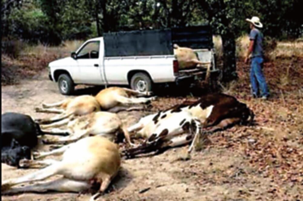 El gobernador Carlos Lozano de la Torre informó que se está definiendo la patología de las muertes y se busca a los responsables (ESPECIAL)