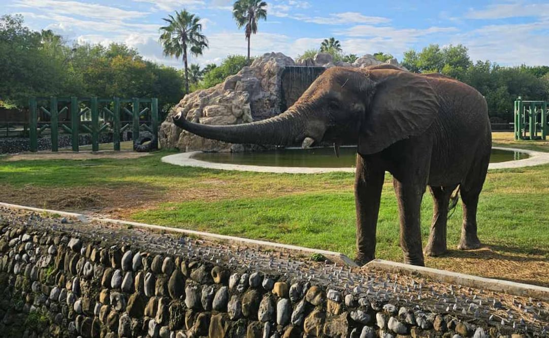 Profepa levanta clausura del zoológico “La Pastora” en Nuevo León tras cierre por presunta negligencia a la osa “Mina”. Foto: Especial
