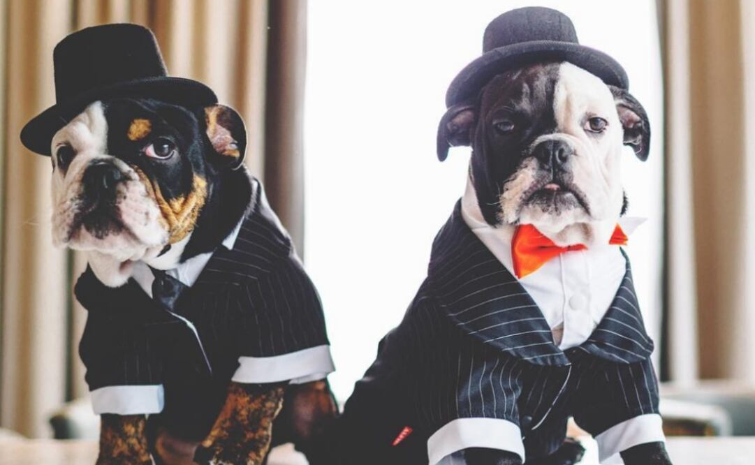 Los perritos son huéspedes del hotel desde que eran cachorros. (Foto: The London West Hollywood)