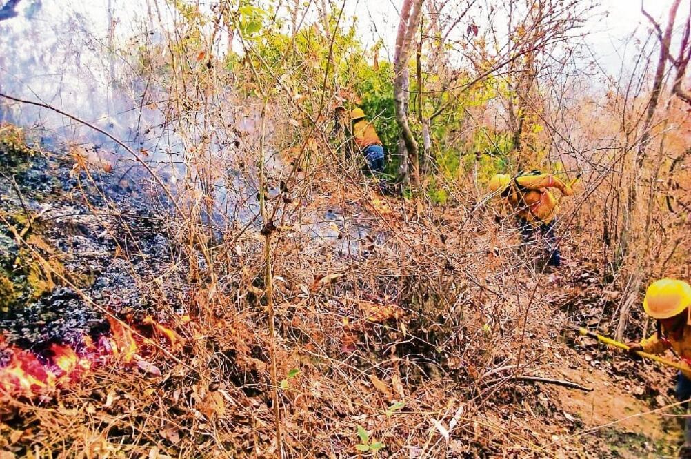 La mayor parte de los incendios forestales afectan vegetación en estrato herbáceo y arbustivo, también conocido como pastizales. / ESPECIAL