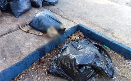 Nuevo caso de crueldad animal en Yucatán; hallan pieles de varios perritos en calles de Mérida