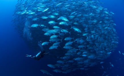 Ponte en las manos de una celebridad