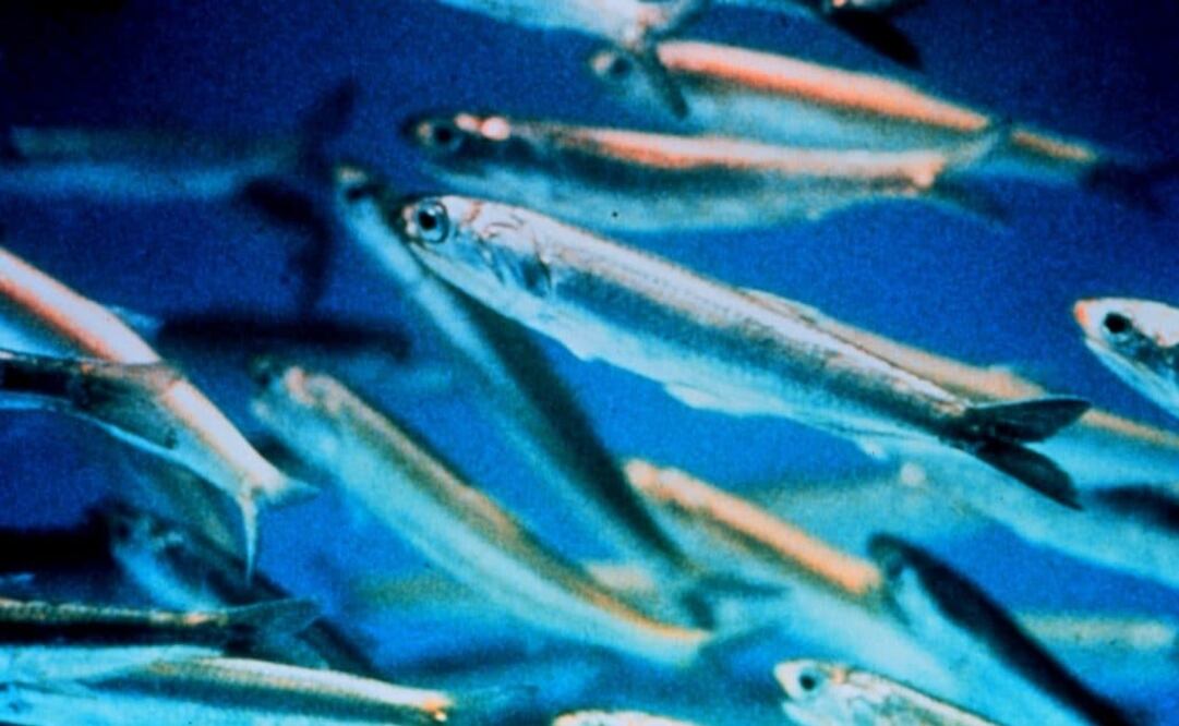 La codiciada totoaba se cultiva en México