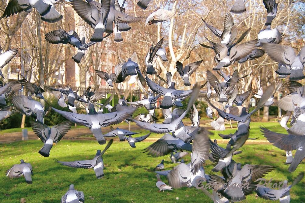 Una vez que las heces de las palomas se secan, las corrientes de aire levantan las partículas infectantes y algunas personas y otros animales pueden inhalarlas. FOTO: ESPECIAL.