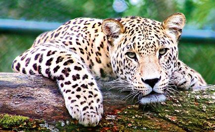 Mexican activist girl fights to save jaguars