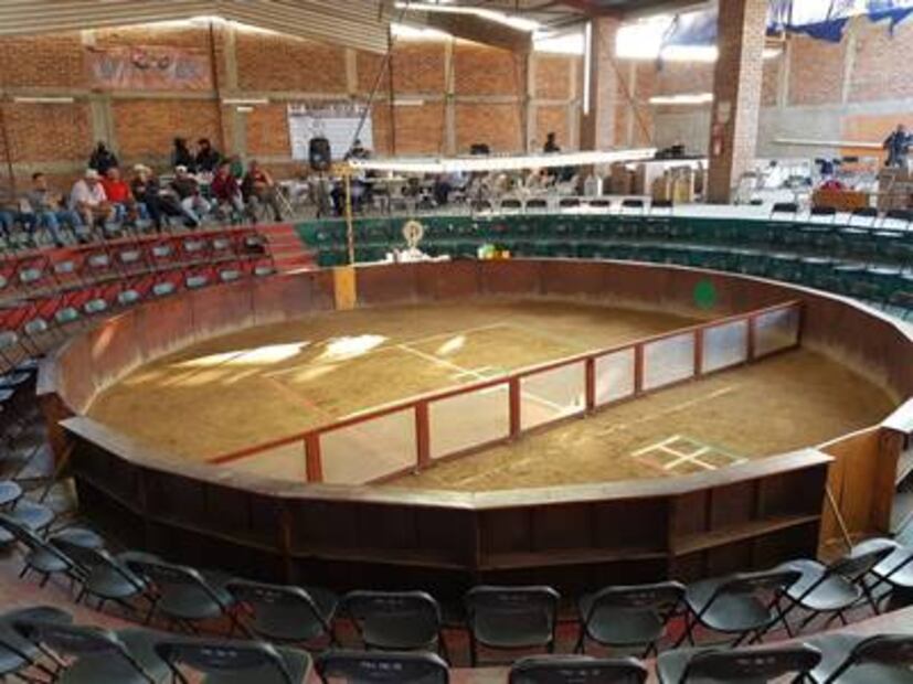 PGR asegura 60 gallos de pelea en palenque clandestino de León, Guanajuato