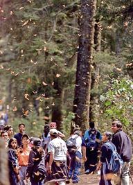 Banco Mundial da impulso a proyectos verdes en 24 países