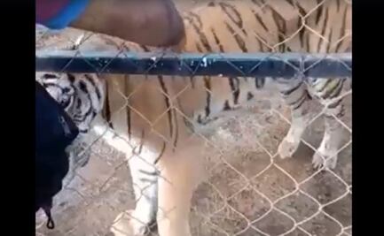 Muere cuidador mordido por un tigre de bengala en Peribán, Michoacán