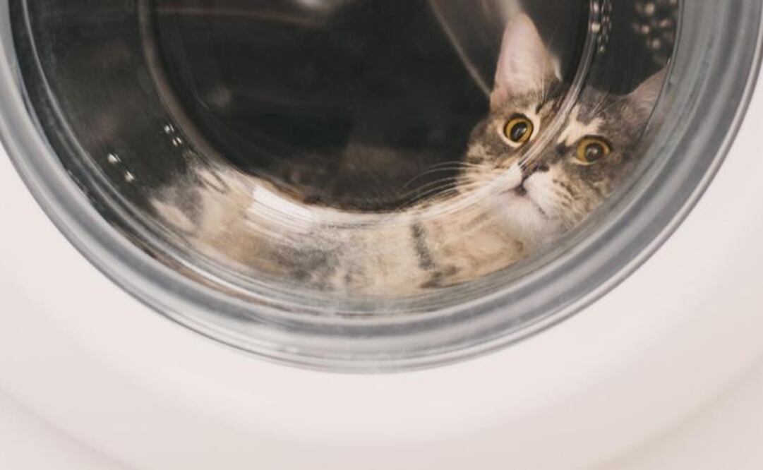 Kitty se coló en el electrodoméstico sin que la mujer a cargo de ella se percatara. Foto: iStock