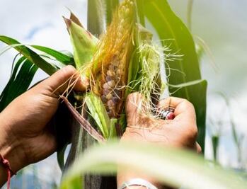 México, preparado para defender prohibición a maíz transgénico, así responde a EU