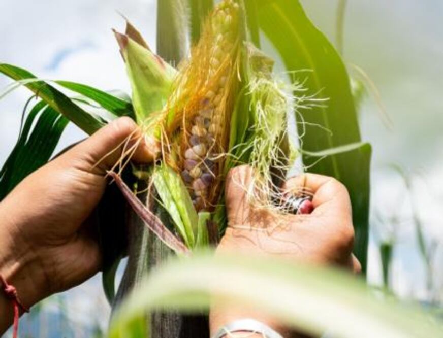 La Secretaría de Economía afirmó que está preparada para defender la posición mexicana ante este panel internacional. Foto: Especial
