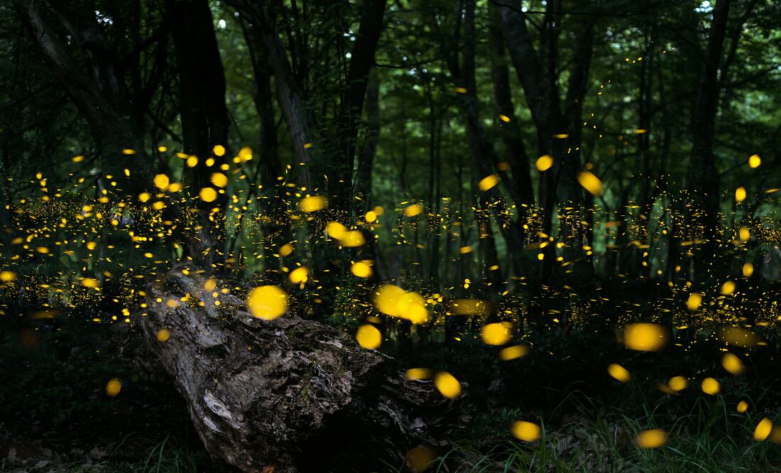 La mejor temporada para ver luciérnagas en México inicia a finales de mayo. (Foto: Istock)