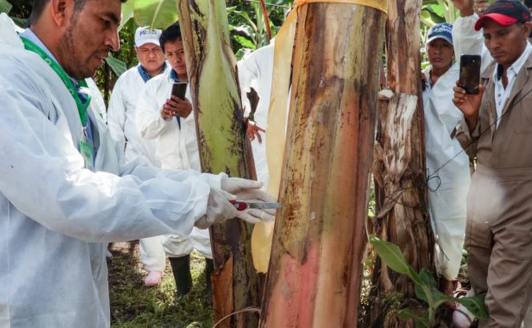 Sader inspeccionó 667 mil plantas de plátano en 2025. Foto: Especial