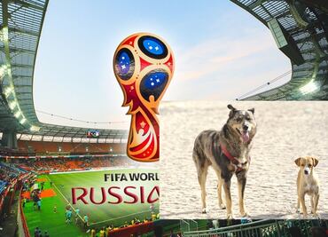 Crean petición para prohibir matanza de perros callejeros por el Mundial en Rusia