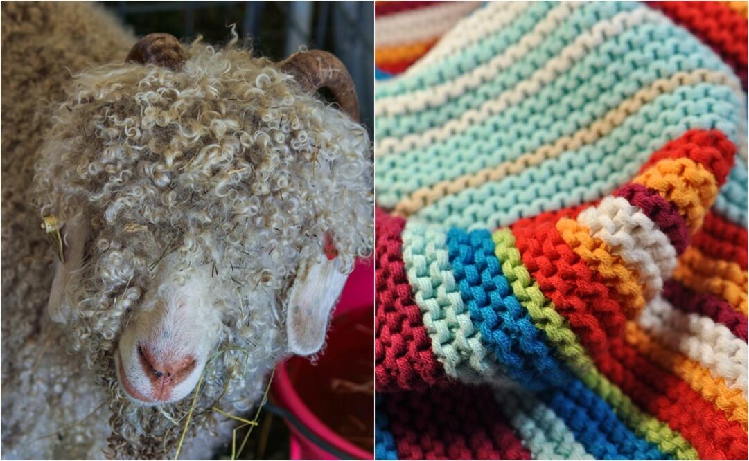 Debido a un video en el que se difunde maltrato animal, Zara y Gap se han manifestado en contra (Crédito: Pixabay)