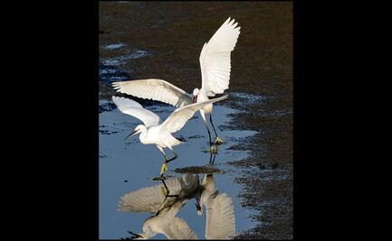 Estuarios son vulnerables al cambio climático