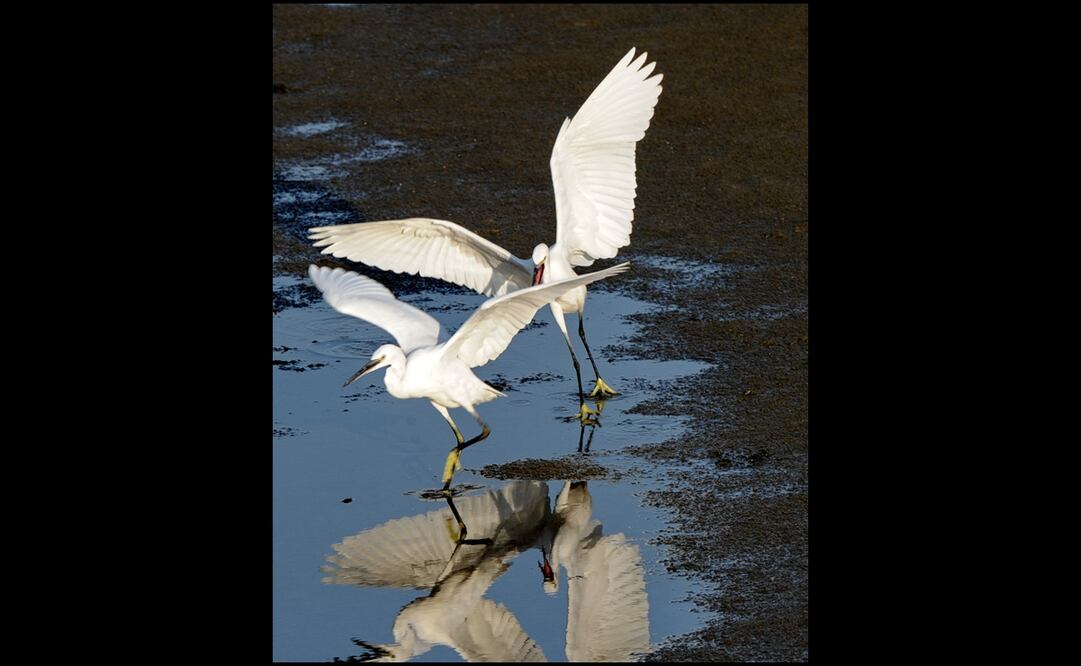 Garzas pelean por alimento en un estuario. Foto. Archivo