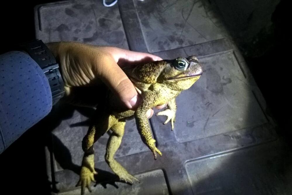 La Profepa informó que se encontraron en un autobús que se dirigía de la ciudad de Puebla a la de México 155 reptiles y anfibios en costales de manta, entre estos 96 sapos gigantes y 30 tortugas casquito. Foto: cortesía Profepa