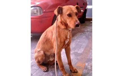 Perrito rescatado en Metro 18 de Marzo busca familia