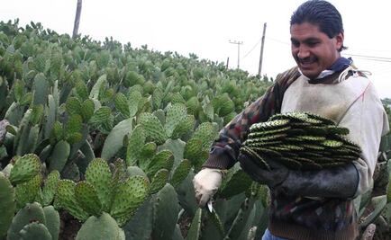 Descubren nuevas aplicaciones del mucílago de nopal