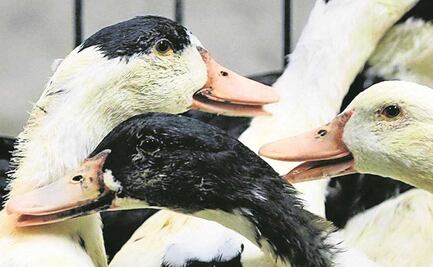 Expertos chinos que identificaron el Covid-19 alertan del peligro del virus H5N8