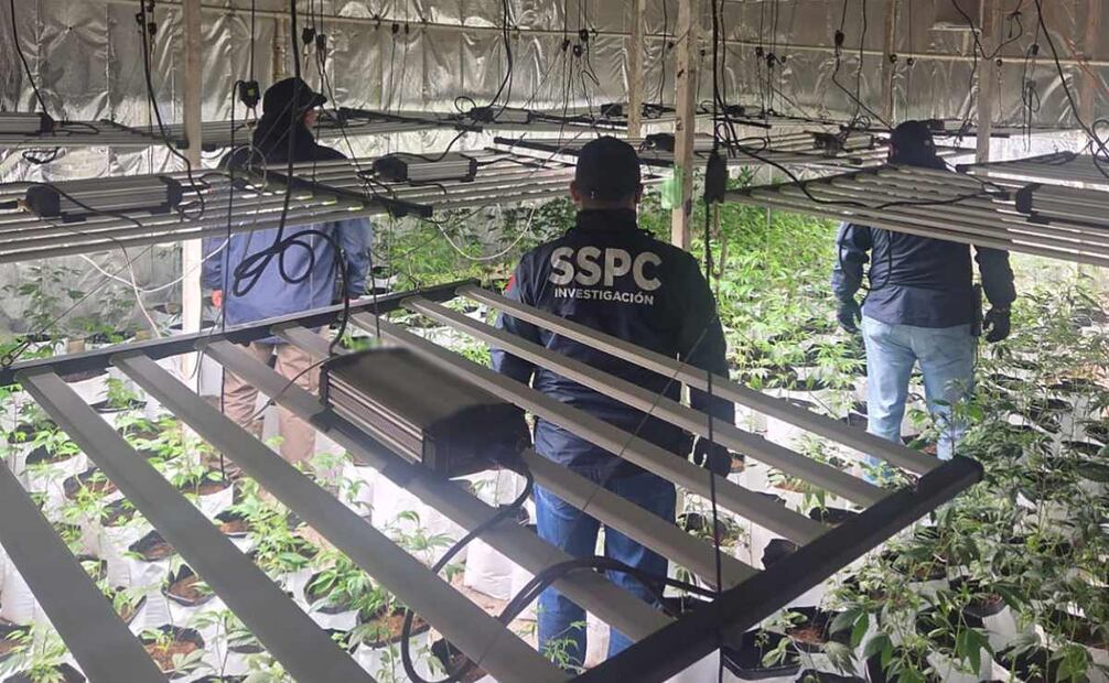 Invernadero de Marihuana. Foto: Especial.