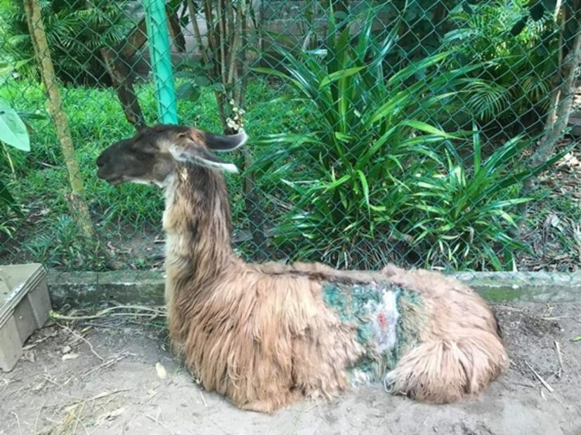 Denuncian abandono en zoológico de Veracruz; autoridades lo niegan