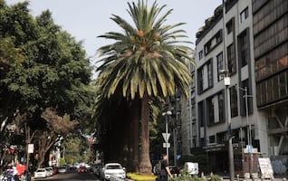 Concluye retiro de mil 500 palmeras enfermas en CDMX, afirma Secretaría de Obras; en 2026 se implementará segunda etapa