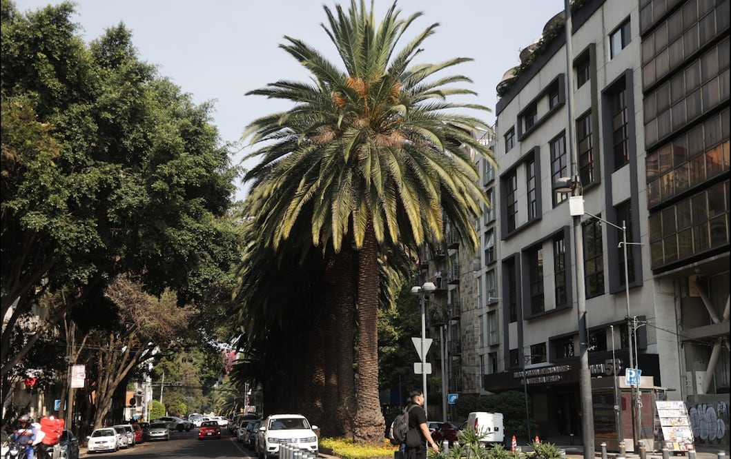 Concluye retiro de mil 500 palmeras enfermas en CDMX, afirma Secretaría de Obras.
Foto: Carlos Mejía/EL UNIVERSAL