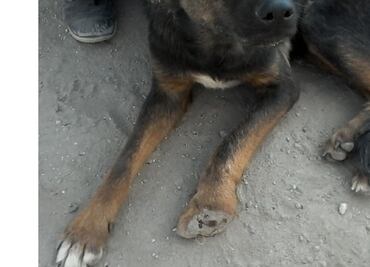 Puebla: Organizan colecta para refugio animal