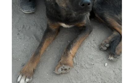 Puebla: Organizan colecta para refugio animal