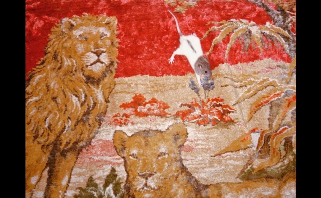 Sofía Ayarzagoitia y Diego Barruecos son los ganadores del primero y segundo Premios de Adquisición Arca de la XVII Bienal de Fotografía.