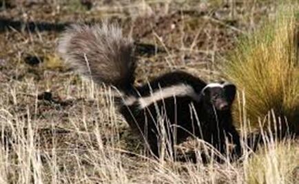 Rescatan zorrillo atrapado en ducto de aire en BC