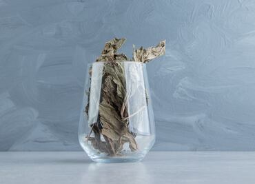 Cuáles son los beneficios y contraindicaciones del cuachalalate