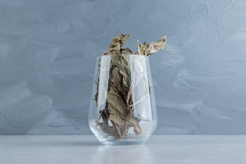 El cuachalalate es una planta con profundo valor medicinal pueblos prehispánicos. Foto: Freepik