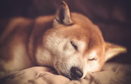 ¿Qué significa la posición de tu perro al dormir? Todo esto te quiere comunicar
