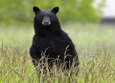 Over-friendly black bear caught by Mexico wildlife officials in Nuevo León