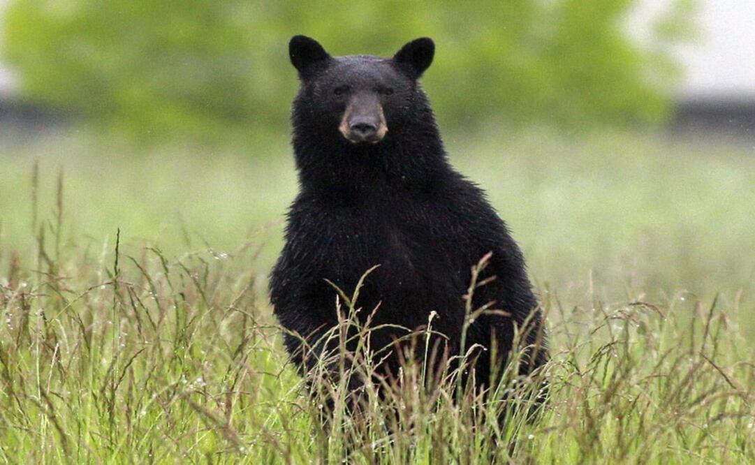 An adult black bear looks over the tall grass – Photo: Rick Bowmer/AP