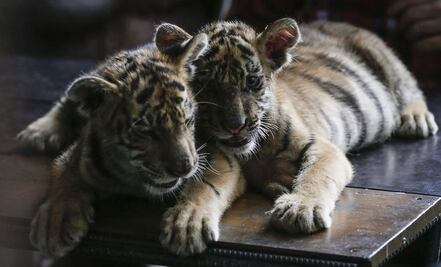 ¿Es legal tener leones o algún otro animal exótico como mascota?