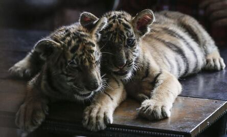 ¿Es legal tener leones o algún otro animal exótico como mascota?