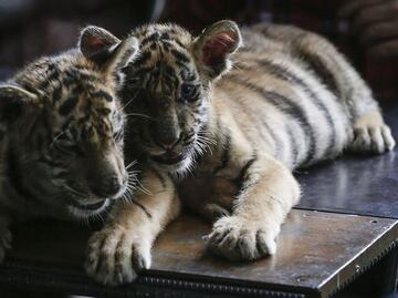 ¿Es legal tener leones o algún otro animal exótico como mascota?