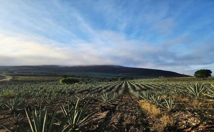 Secretaría de Turismo de Jalisco presenta la nueva Ruta del Tequila de Los Altos