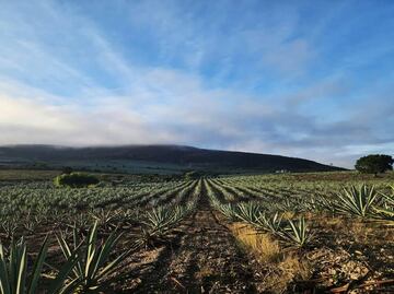 Secretaría de Turismo de Jalisco presenta la nueva Ruta del Tequila de Los Altos