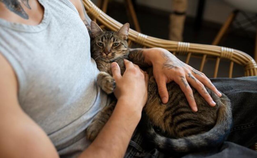 El lenguaje de los gatos. Fuente: Freepik.