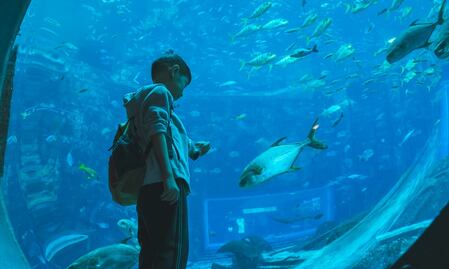 Dos acuarios en CDMX: cuánto cuesta la entrada este verano