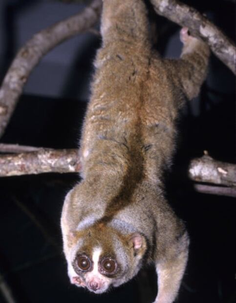 6 animales salvajes que parecen inofensivos pero son letales