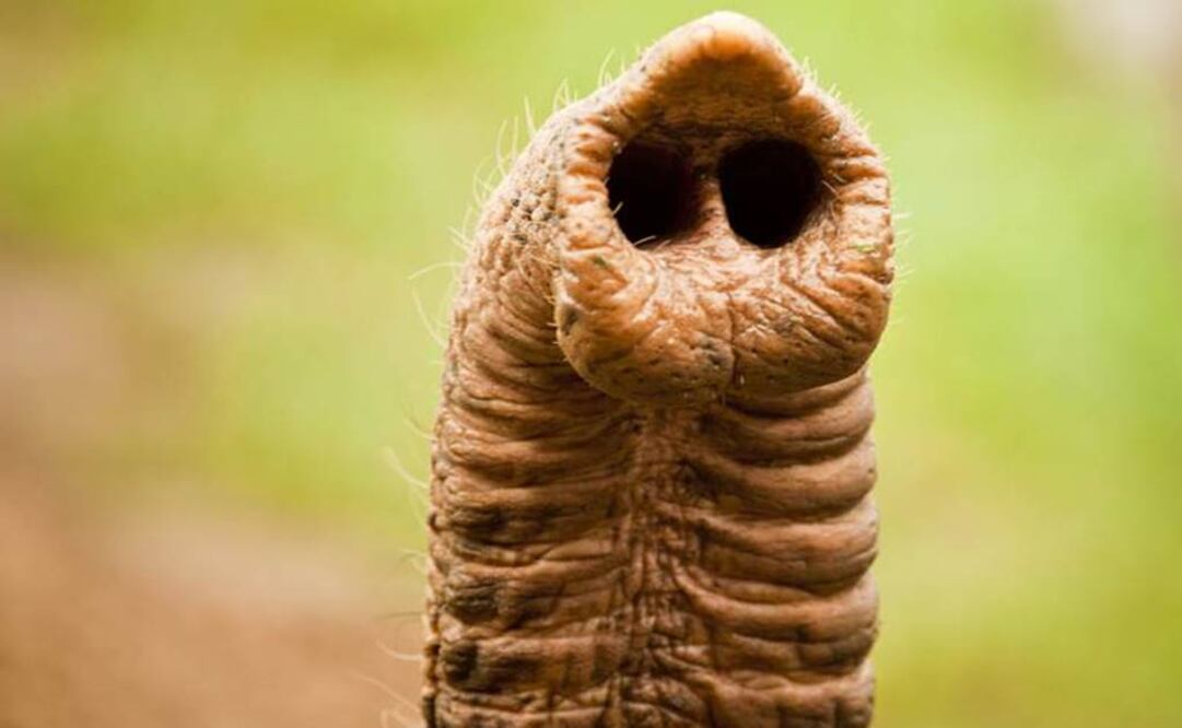 La población de elefantes africanos siguen enfrentándose a una amenaza inmediata contra su supervivencia debido a los niveles inaceptables de caza furtiva para obtener su marfil. Foto: Archivo