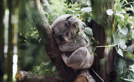 Australia declara a los Koalas como especies en peligro de extinción